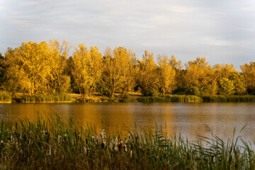 Golden autumn trees reflecting in a calm lake during sunset. Concept of peaceful nature, seasonal beauty, and tranquil outdoor scenery. High quality photo