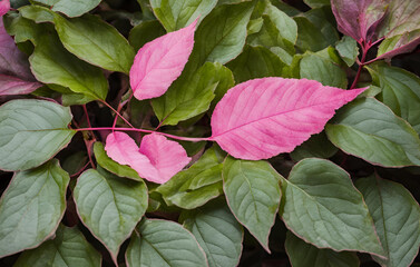 Primer plano de una flor rosada con hojas