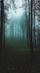 Obraz premium A forest with foggy trees and a path