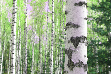 Beautiful birch trees with white birch bark