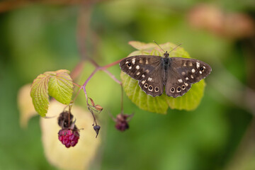 Closeup on the European brown speckled wood butterfly (Pararge aegeria) with spread wings.