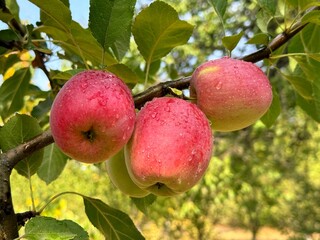 Juicy red apple fruits on tree