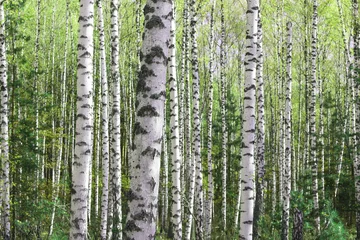 Gardinen Beautiful birch trees with white birch bark © yarbeer