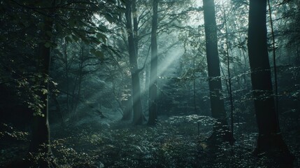 Obraz premium Sunbeams penetrate a serene forest, casting ethereal light and creating a mystical, tranquil atmosphere among towering trees.
