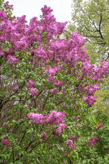Obraz premium Lilac flowers blooming branch. Garden spring plant, Nature
