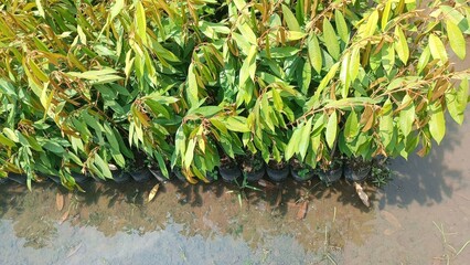 A row of trees with green leaves and brown leaves