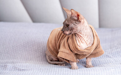 Egyptian sphinx cat in clothes sitting on bed. Close-up of hairless cat in warm sweater.