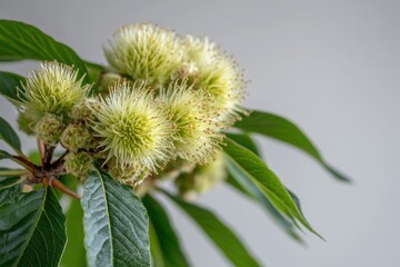 Photograph chestnut tree in nature Perfect for close up photography enthusiasts