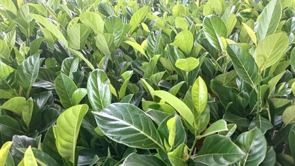 Fototapeta premium A lush green plant with leaves that are green and brown