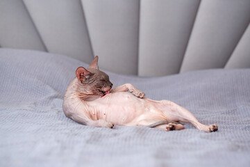Egyptian sphinx cat licking himself while sitting on the bed. Close-up of a bald cat licking his...