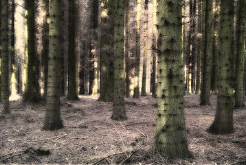 Woods, earth and outdoor blur in nature, wallpaper and peace in morning countryside on vacation. Forest, fantasy and mystery in sustainable environment, magical location and enchanted wilderness