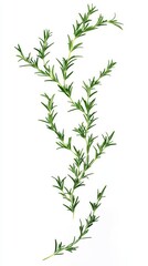 Fototapeta premium Silhouette of a bunch of fresh rosemary floating, with individual sprigs detailed against a white background