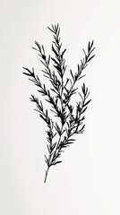 Fototapeta premium Silhouette of a bunch of fresh rosemary floating, with individual sprigs detailed against a white background