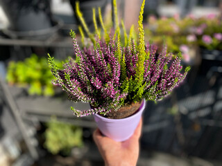 Beautiful blooming pink, purple and white Calluna vulgaris decorative plant  in flower pot in female hand close up