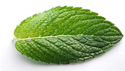 Obraz premium Close-up of a green mint leaf on a white background. _1(376)