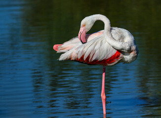 Flamant rose
