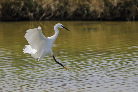 Grande aigrette blanche
