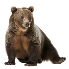 Fototapeta premium brown bear cub