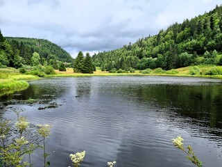 Paysage verdoyant de montage dans le massif des Vosges