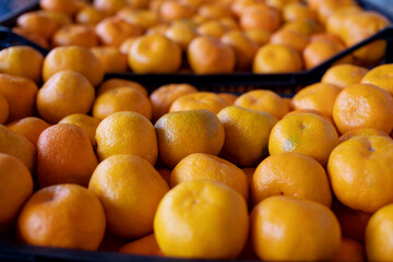 Fresh juicy ripe tangerines in plastic boxes close-up. Harvesting, stacking, business with tangerines in autumn-winter season