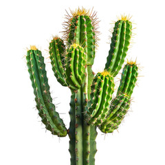 Naklejka premium cactus isolated on white