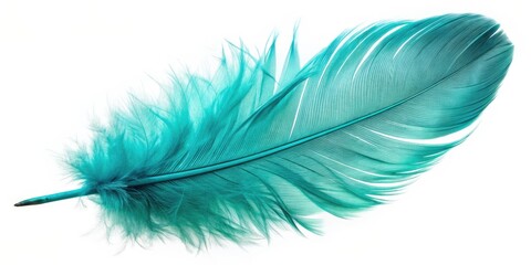 Turquoise feather of an angel with isolated background, feather, turquoise, angel, spiritual, divine, ethereal, delicate