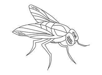 Fly doodle simple drawing