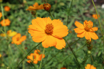Orange Wildflower in a Field