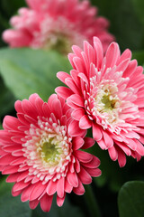 Fototapeta premium Pink Barberton Daisy Flowers
