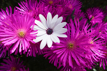 A cape marguerite flower in the middle of purple flowers
