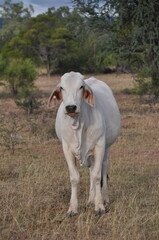 White cow graze in outback of Northern Territory in Australia