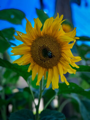 Sunflower in Bloom with Bee