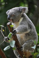 Cute koala chewing eucalyptus leaves, Australia