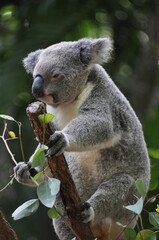 Cute koala chewing eucalyptus leaves, Australia