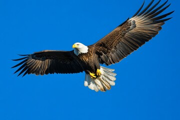 Fototapeta premium Bald Eagle Soaring in Clear Blue Sky