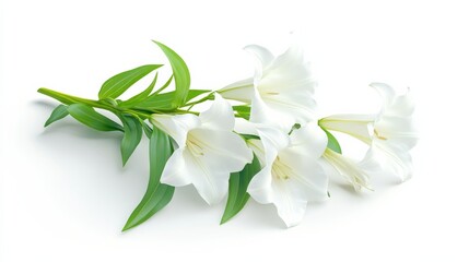 Fototapeta premium White Lilies on White Background.
