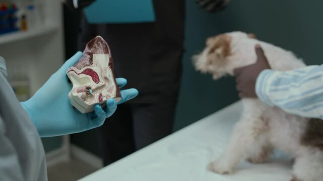 Unrecognizable veterinarian demonstrating how to give ear drops to pet using anatomy layout during medical appointment in modern vet clinic