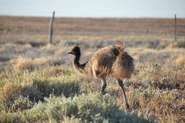 Australian wild emu in natural habitat and dingo fence in the background, Australia