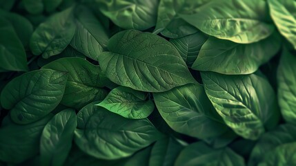 Fototapeta premium A close-up of lush green leaves.