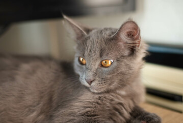 portrait of a cat