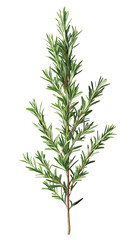 Fototapeta premium Fresh rosemary sprig with vibrant green leaves, perfect for culinary dishes, herbal remedies, and natural decor.