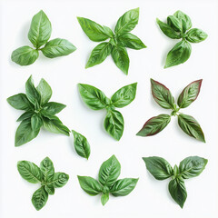 Vegetable tree of basil on a clean white background.