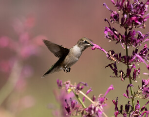 hummingbird feeding on flower