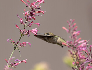 hummingbird feeding on flower