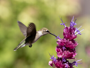 hummingbird feeding on flower
