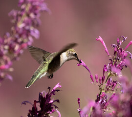 hummingbird feeding on flower