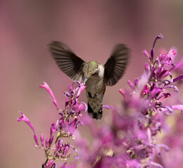hummingbird feeding on flower