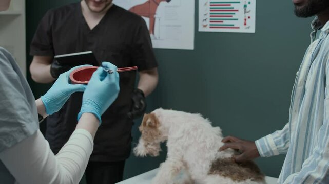 Caucasian female vet wearing scrubs and gloves using urinary bladder layout while giving treatment recommendations to African American male dog owner having appointment in clinic
