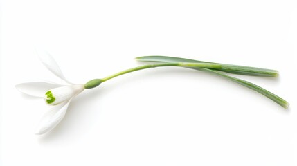 Fototapeta premium Single Snowdrop Flower with Stem on White Background.