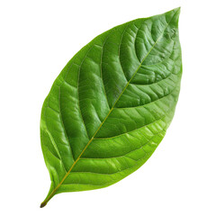 Obraz premium green leaf isolated on white